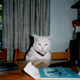 Illustration for article titled Top 7 Cats That Are Cats